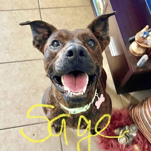 Rescue pitbull named Sage receiving in-home dog training using positive reinforcement in Phoenix Arizona