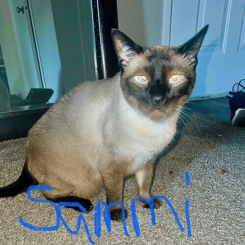 Cat named Sammi relaxing indoors during an in-home pet sitting visit in Phoenix Arizona