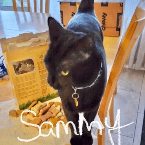 Black cat named Sammy lounging at home during a pet sitting visit in Glendale Arizona