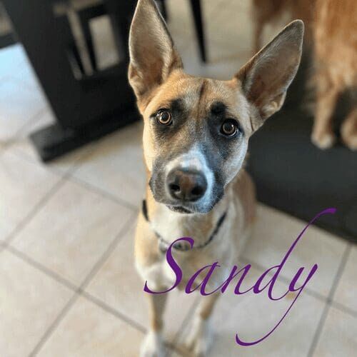 German Shepherd puppy Sandy excelled during her at home positive puppy training session in Peoria, AZ.
