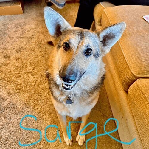German shepherd named Sarge enjoying a structured dog walking session in Peoria Arizona