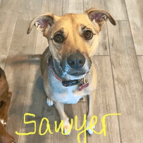 Rescue dog named Sawyer participating in in-home dog training in Peoria Arizona