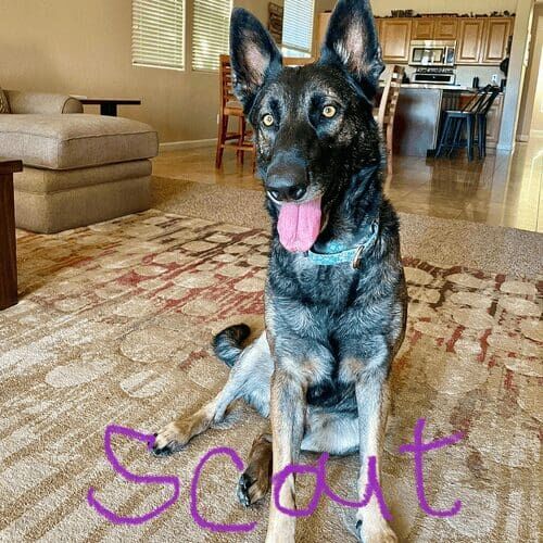 Rescued German shepherd named Scout receiving in-home pet sitting care in Glendale Arizona