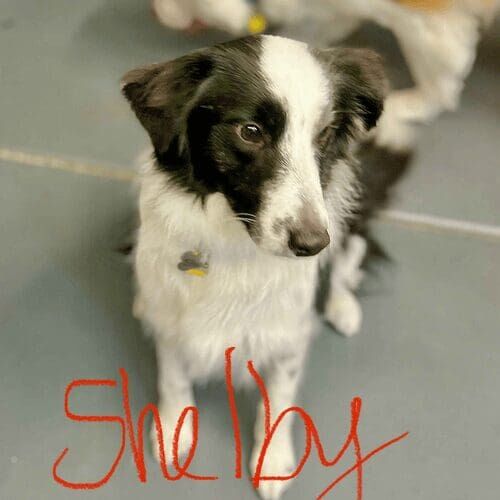 Fearful rescue border collie named Shelby building confidence through in-home training in Glendale Arizona