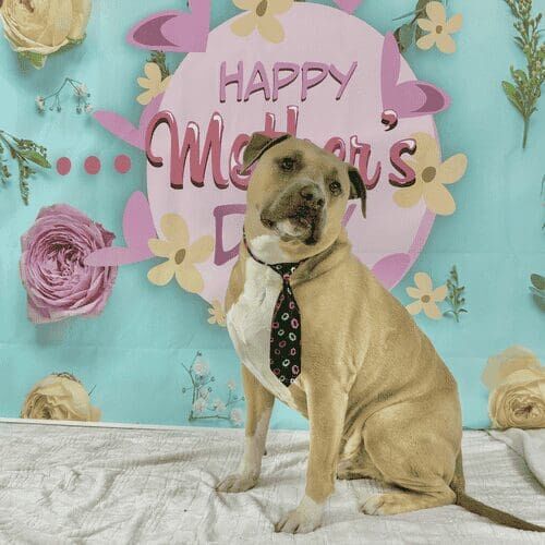 Dog posing for holiday pet photoshoot with themed props