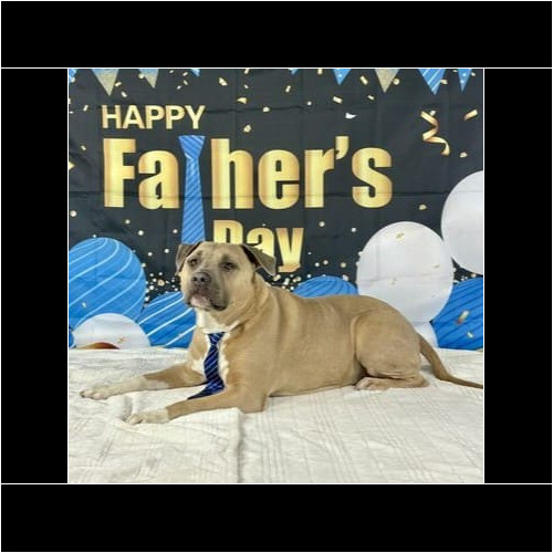 Dog wearing tie during Father’s Day photoshoot