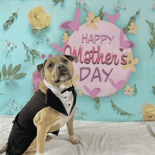 Dog wearing tuxedo during Mother’s Day photoshoot