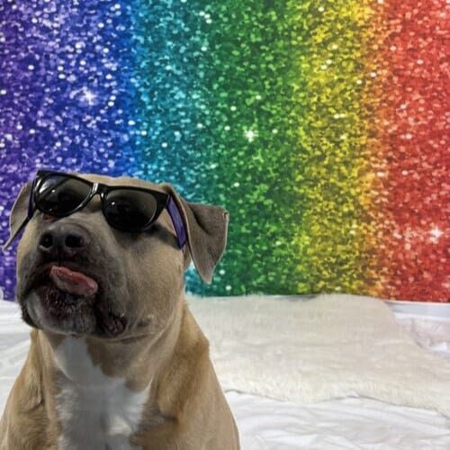 XL Bully shows hes an ally during a dog pride photoshoot