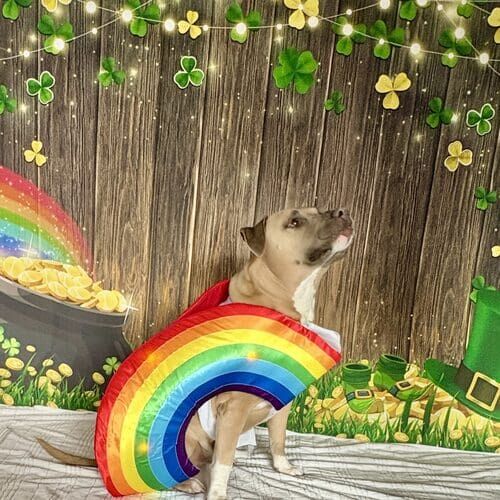 Dog wearing St Patrick’s Day light up rainbox costume during themed photoshoot
