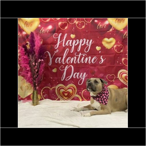 Seasonal mini pet photoshoot for dogs in Glendale Arizona