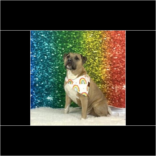 Dog wearing rainbow bandana during pride pet photoshoot