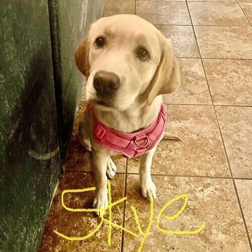 Labrador puppy named Skye practicing training skills during an in-home session in Peoria Arizona