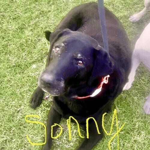 Senior black lab named Sonny receiving in-home pet care in Arrowhead Ranch Arizona