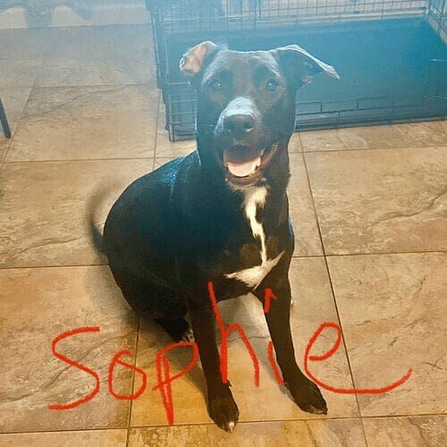 Black pitbull named Sophie receiving in-home pet sitting care in Phoenix Arizona
