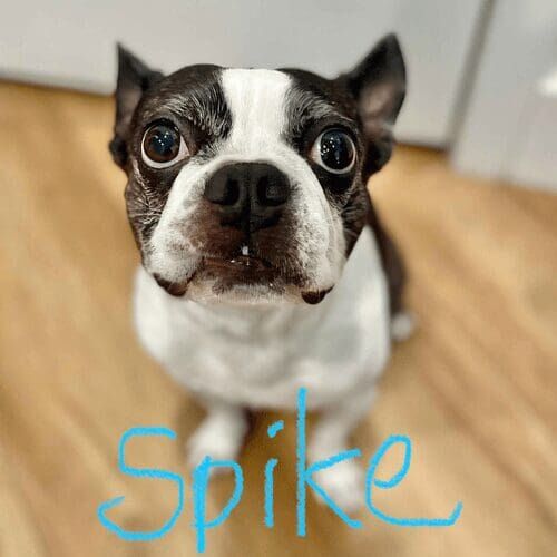 Boston terrier named Spike enjoying a daily dog walking session in Peoria Arizona