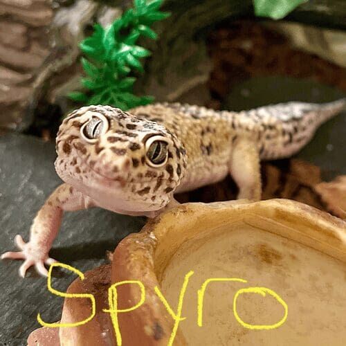 Reptile named Spyro during an in-home pet sitting visit in Glendale Arizona