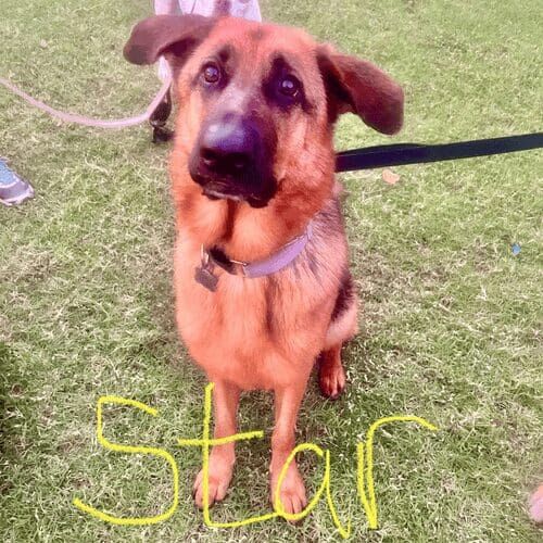 German shepherd named Star receiving drop-in pet sitting visits in Phoenix Arizona
