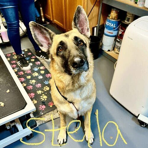 Stella a German Shephard Dog after a Bathing and Deshedding service with Furbabies & Friends in Glendale, AZ.