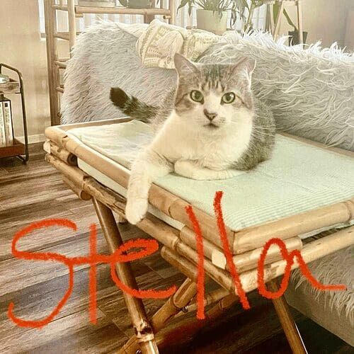 Grey and white cat named Stella relaxing at home during a pet sitting visit in Glendale Arizona