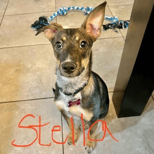 Rescue puppy named Stella working on basic training skills during an in-home session in Phoenix Arizona