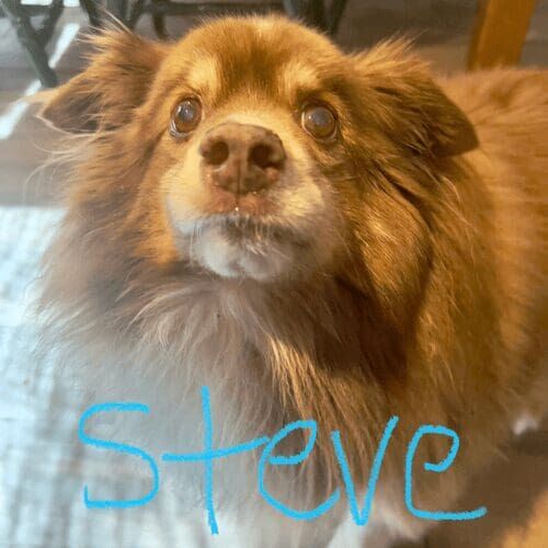 Mixed breed dog named Steve receiving overnight in-home pet sitting care in Peoria Arizona