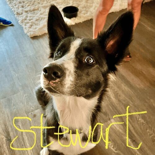 Border Collie mix Stewart channeled his energy and intelligence effectively during puppy training in Glendale, AZ.