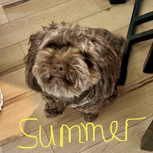 Small dog named Summer participating in in-home obedience training using positive reinforcement in Glendale Arizona
