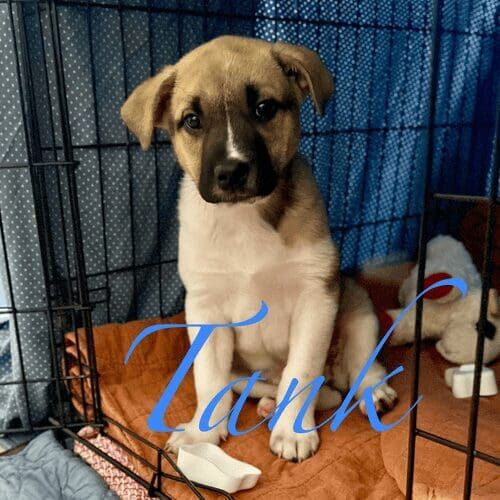 Foster puppy named Tank relaxing in a home environment during foster care