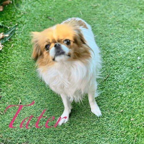 Japanese Chin puppy named Tater receiving 24-hour live-in pet sitting care in Phoenix Arizona