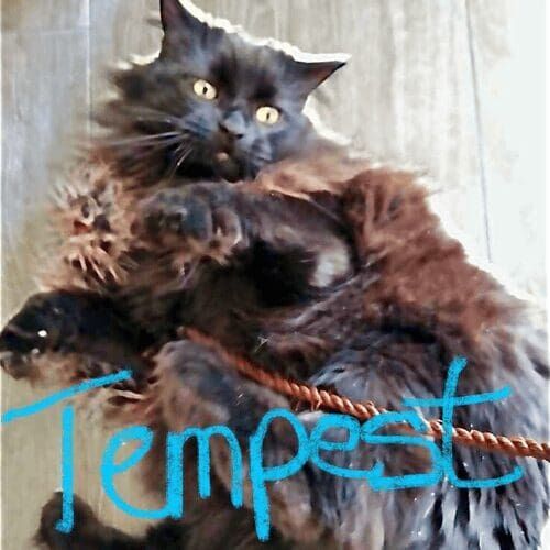 Long-haired cat named Tempest resting comfortably during a pet sitting visit in Peoria Arizona