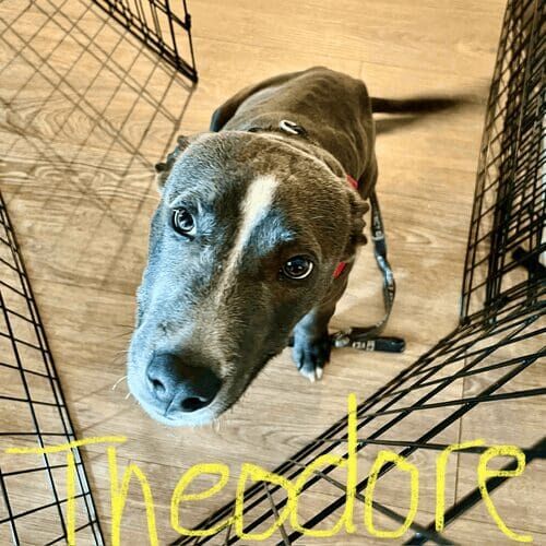 Pitbull puppy named Theodore during a midday potty break visit in Phoenix Arizona
