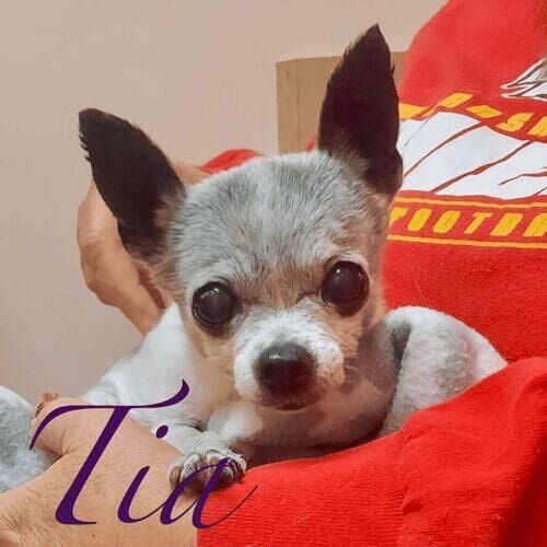 Senior teacup chihuahua Tia needed a little extra TLC and extra gentle nail trimming at her own home in Peoria, AZ