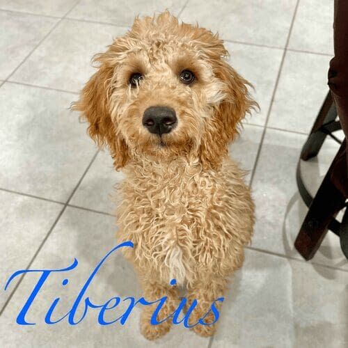 Goldendoodle puppy named Tiberus practicing training skills during an in-home session in Peoria Arizona