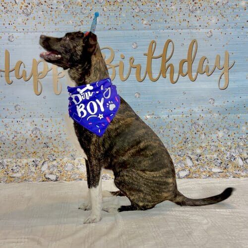 Professional dog photography capturing personality and holiday moments