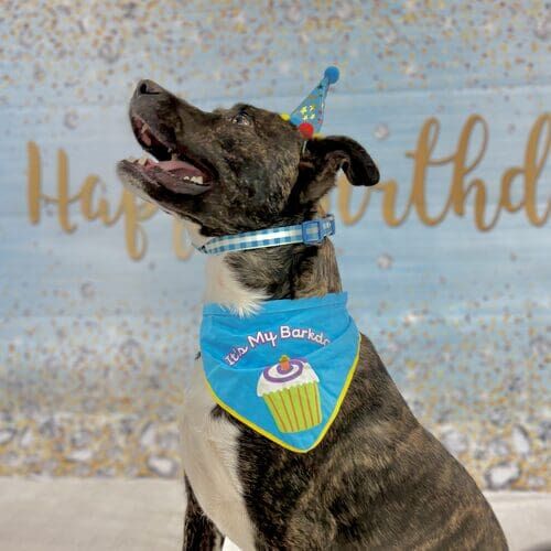Dog happy birthday photoshoot for Tigger the brindle pitbull mix.