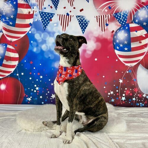 Brindle pitbull Tigger sits perfectly to honor our Veterans with a Veterans Day Dog Photoshoot