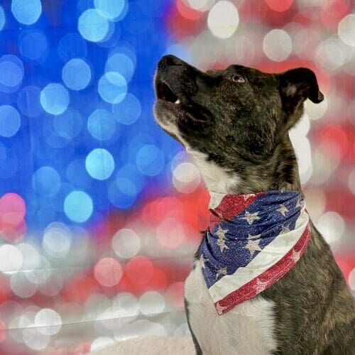 Tigger the pitbull mix shows his support for all Veterans for the Veteran's Day Dog Photoshoot in Glendale, AZ.