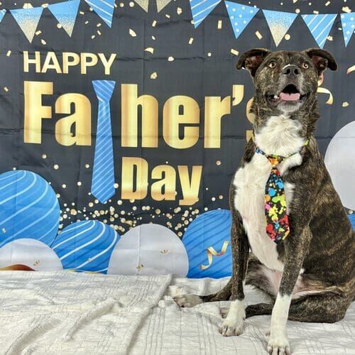 Dog wearing tie during Father’s Day photoshoot