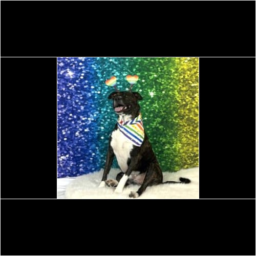 Kristie's personal dog pitbull mix Tigger sitting for a Pride Photoshoot.