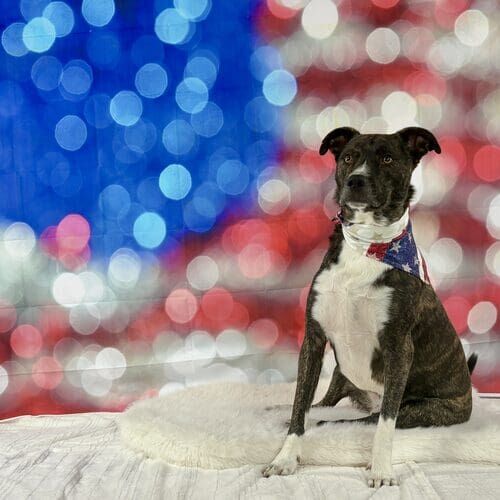 Dog sitting during 4th of July themed pet photoshoot in Glendale Arizona