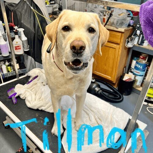 Tillman a Yellow Lab during a Dog Grooming and Deshedding service in Glendale, AZ.