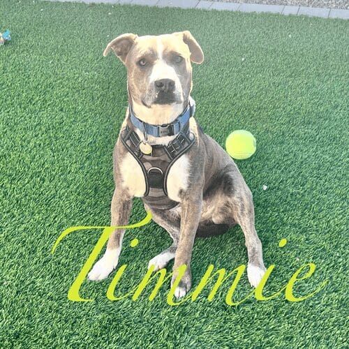 Rescue pitbull named Timmie receiving in-home dog training using positive reinforcement in Glendale Arizona