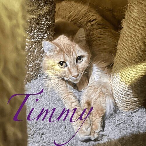 Orange cat named Timmy relaxing during an in-home pet sitting visit in Glendale Arizona