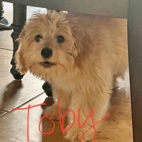Mixed breed puppy named Toby working through fear-based behaviors during a training session in Glendale Arizona