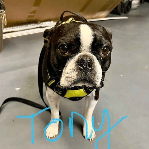 Boston Terrier Tony was in desperate need of a nail trim, and wasn't to thrilled, but left a lot lighter on his feet and happier.