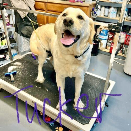 Tucker the Yellow Lab during a Dog Bath and Deshedding service in Glendale, AZ.