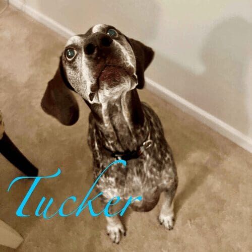 Senior German shorthaired pointer named Tucker receiving overnight in-home pet sitting care in Glendale Arizona