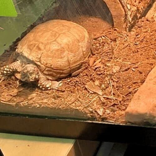 Turtle during a pet sitting visit in Glendale Arizona