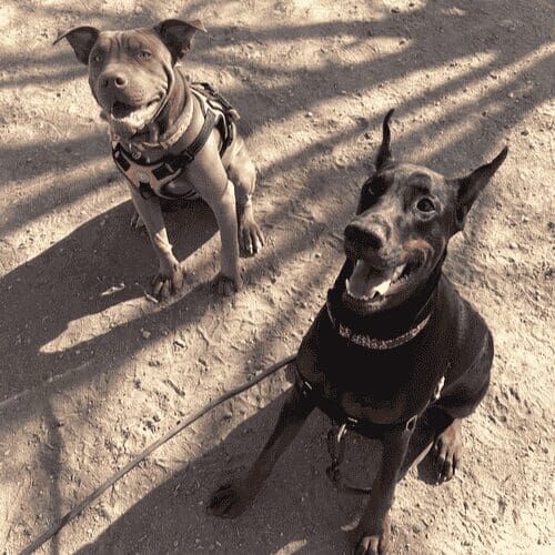 Mella the pitbull puppy and Zakiya the doberman puppy smile widely and sit on cue during Furbabies & Friends group dog training Class in Glendale, AZ.