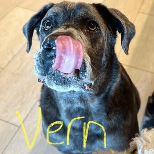 Mastiff named Vern receiving professional pet sitting services in Glendale Arizona